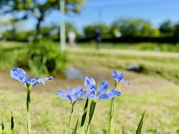 あやめ園の見ごろ情報