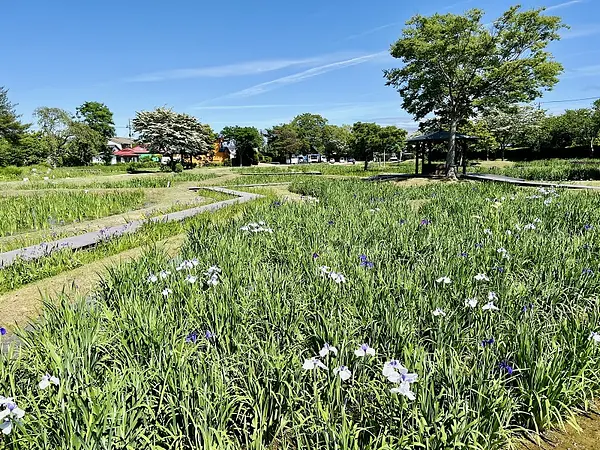 あやめ園の見ごろ情報