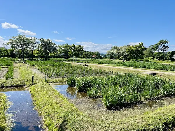 あやめ園の見ごろ情報