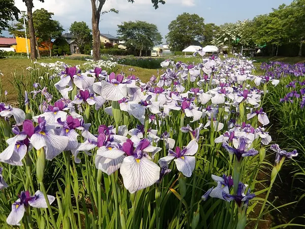 IMGP0214.jpg