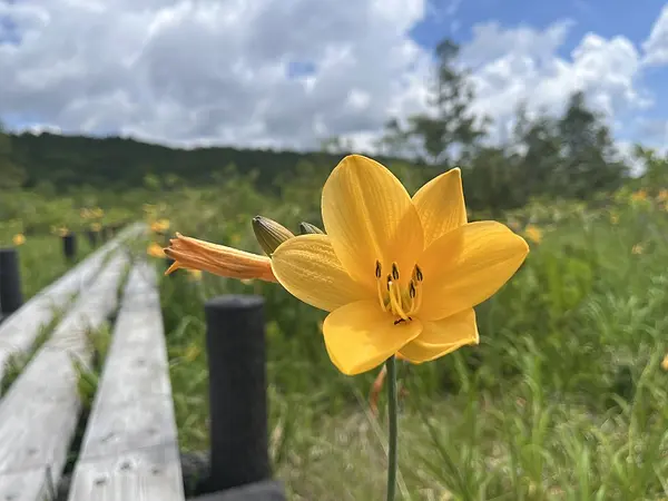 世界谷地原生花園の見ごろ情報