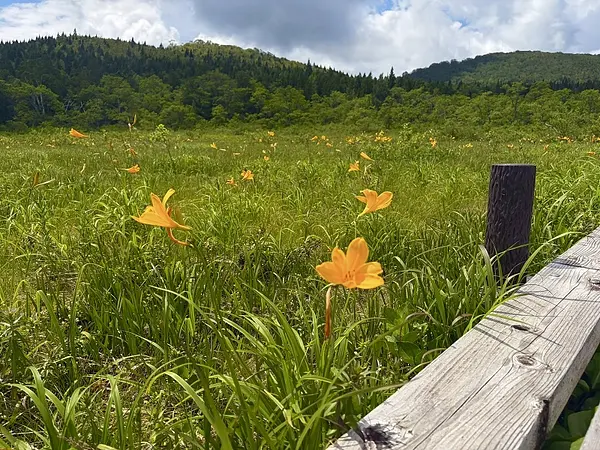 世界谷地原生花園の見ごろ情報