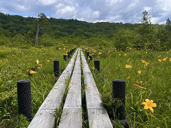 世界谷地原生花園の見ごろ情報