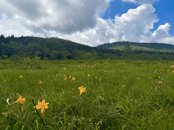 世界谷地原生花園の見ごろ情報