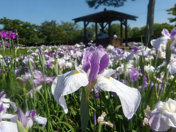 あやめ園の見ごろ情報