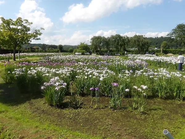 あやめ園の見ごろ情報