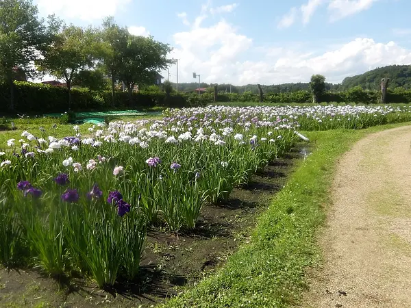あやめ園の見ごろ情報