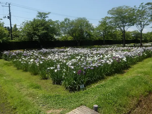 あやめ園の見ごろ情報