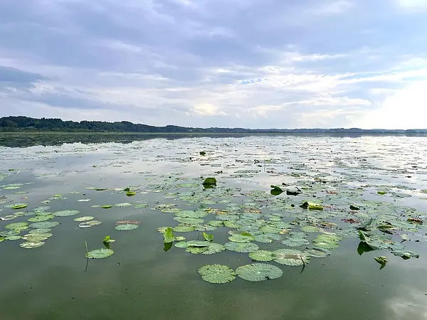 伊豆沼（若柳側堤防）.jpg