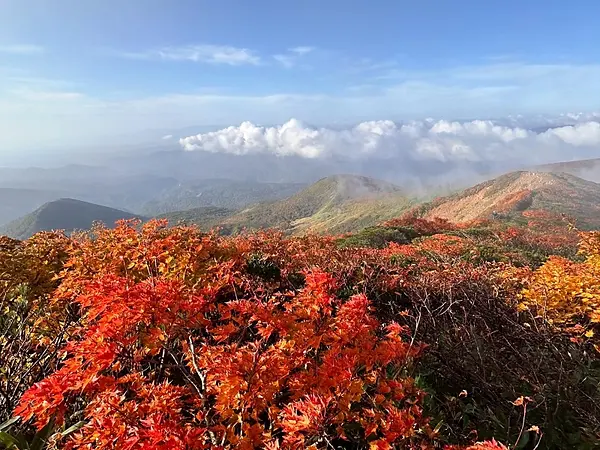 栗駒山の見ごろ情報（トレッキング・紅葉）