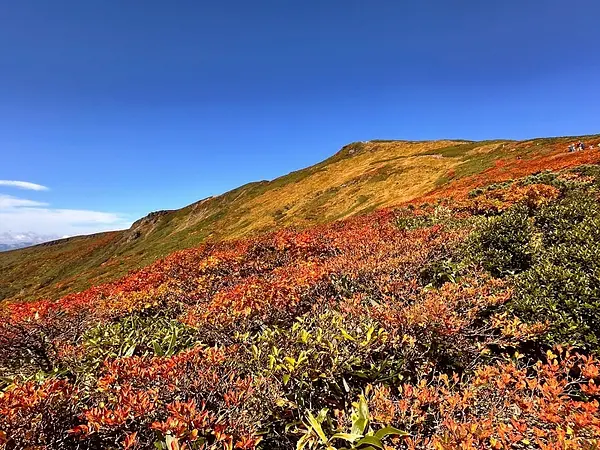 栗駒山の見ごろ情報（トレッキング・紅葉）