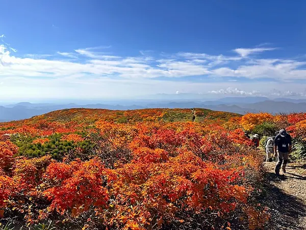 栗駒山の見ごろ情報（トレッキング・紅葉）