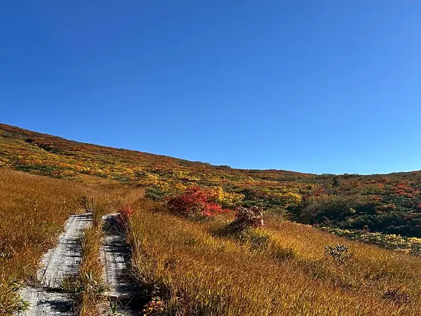栗駒山の見ごろ情報（トレッキング・紅葉）