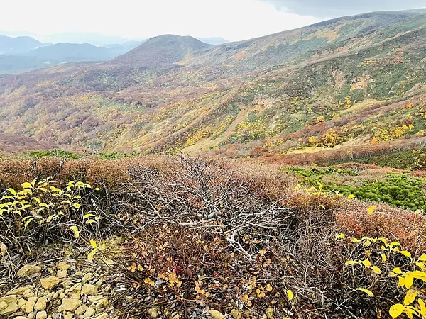 栗駒山の見ごろ情報（トレッキング・紅葉）
