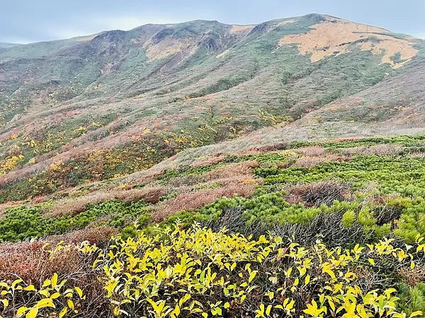 栗駒山の見ごろ情報（トレッキング・紅葉）