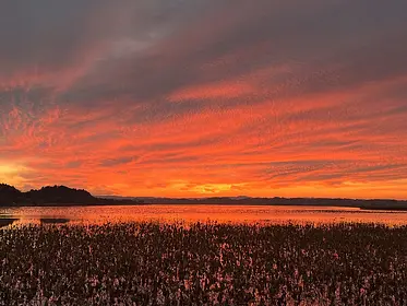 伊豆沼・内沼の見ごろ情報（はすまつり・渡り鳥）