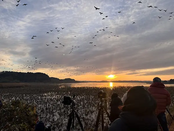 伊豆沼・内沼の見ごろ情報（はすまつり・渡り鳥）
