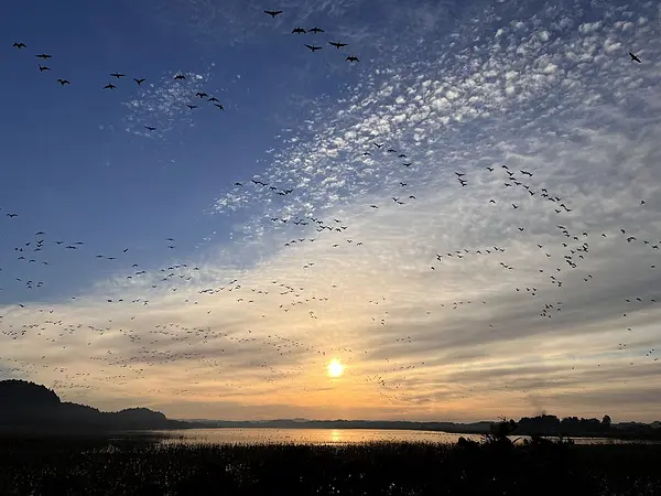 伊豆沼・内沼の見ごろ情報（はすまつり・渡り鳥）