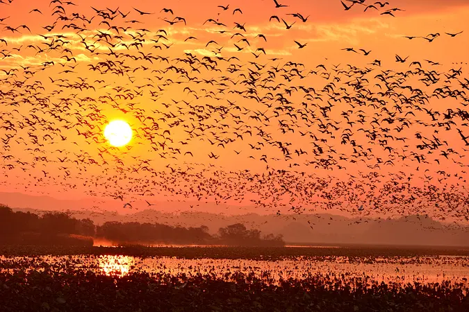 「第35回伊豆沼・内沼の自然フォトコンテスト」の結果について