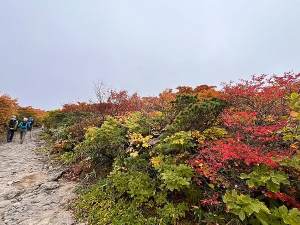 栗駒山の見ごろ情報（トレッキング・紅葉）
