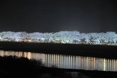 若柳桜まつり