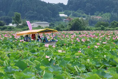 伊豆沼・内沼