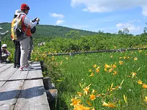 整備された歩道の周りに貴重な高山植物が咲き乱れる