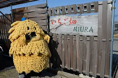 いちご畑MIURA（いちご狩り）