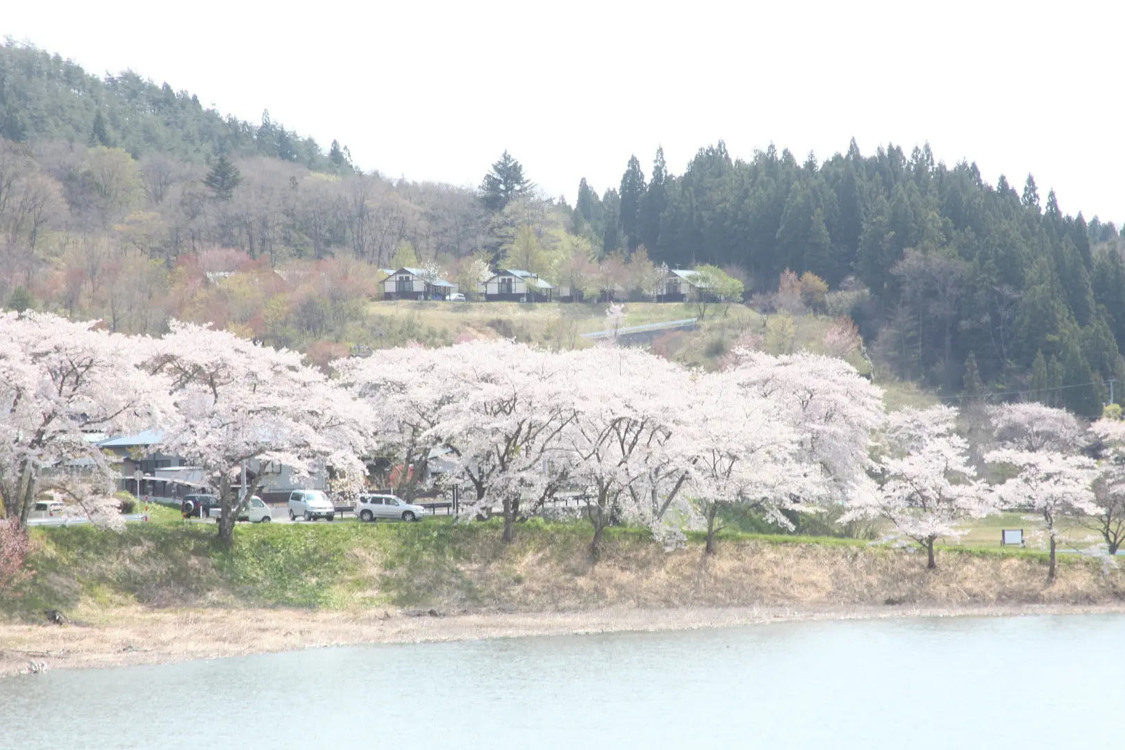 春には湖岸一面に桜が咲き誇る