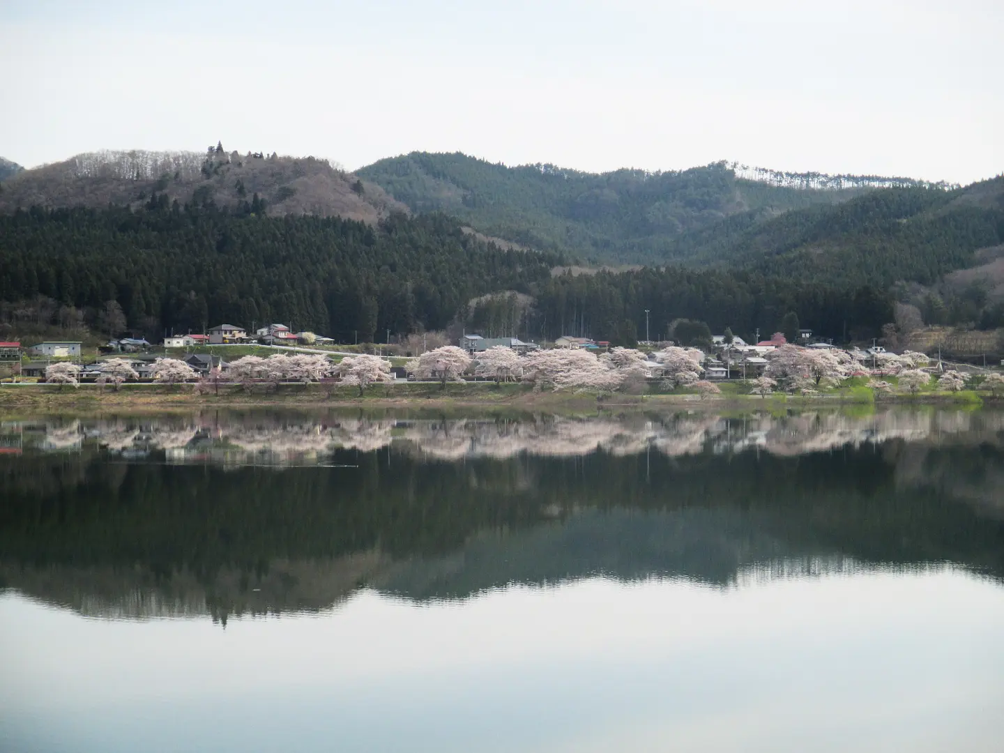 水面に映る姿も美しい桜並木