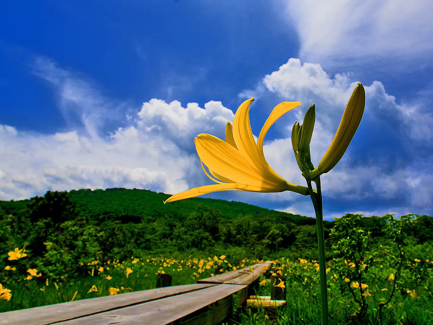 世界谷地原生花園 | 観光・体験・グルメ検索 | ぎゅぎゅっとくりはら