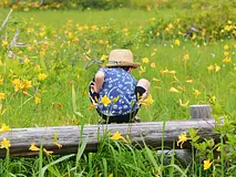 様々な高山植物に出会うことができる