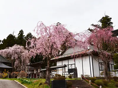 つきだて桜まつり