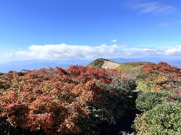 栗駒山の見ごろ情報（トレッキング・紅葉）