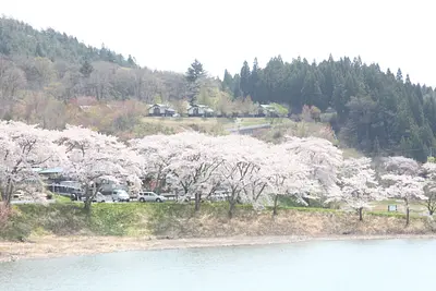 春には湖岸一面に桜が咲き誇る