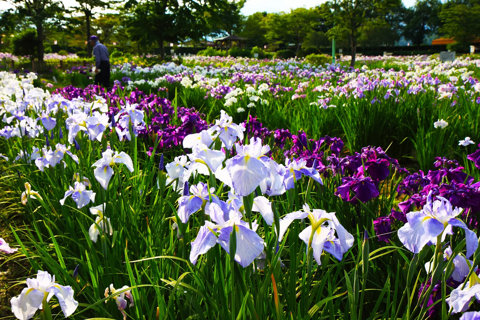 一迫山王史跡公園 あやめ園 | 観光・体験・グルメ検索 | ぎゅぎゅっと