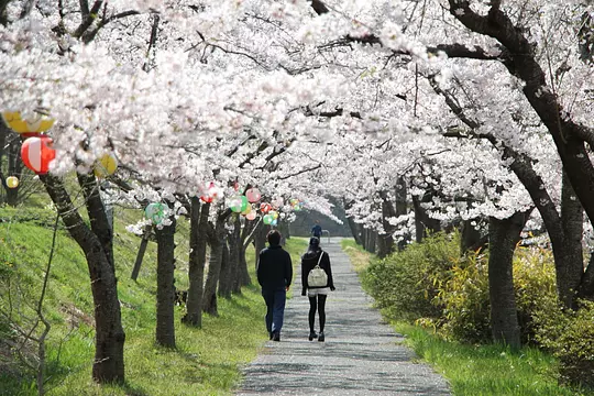 春には桜の小道が楽しめる