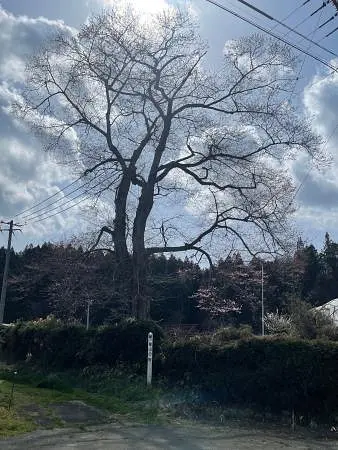 釜山の桜1.jpg