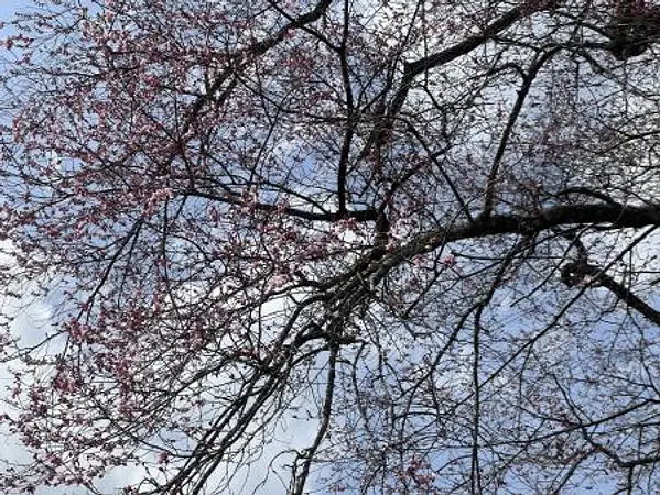 釜山の桜2.jpg
