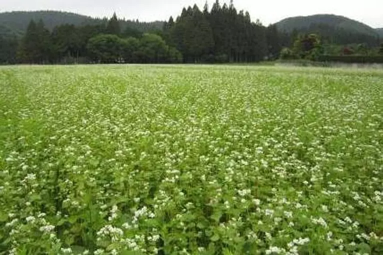 農場蕎麦 坊の蔵