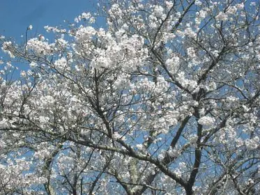 桜の見頃情報