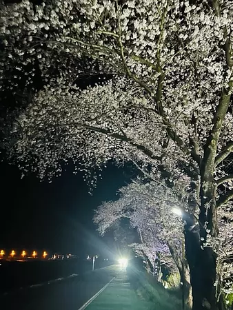 桜-7.jpg