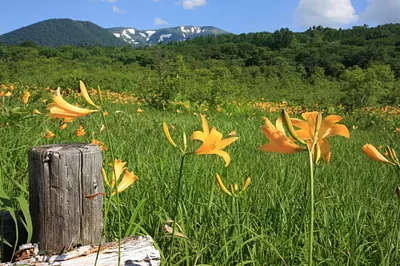山頂付近には150種におよぶ高山植物が群生しており、ニッコウキスゲなどが咲き誇る