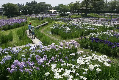 一迫山王史跡公園あやめ祭り